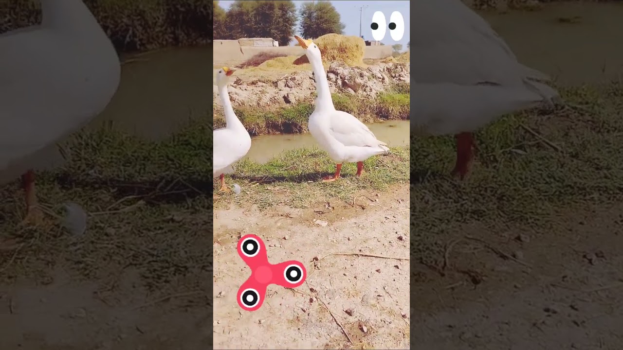 Quack- Quack #Cute Duck #vlog