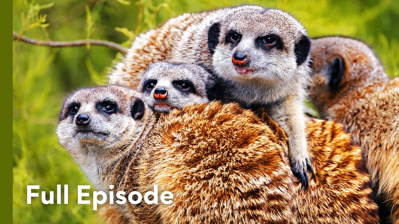 Survival at Ground Level in Africa | Wildlife Icons 103+104