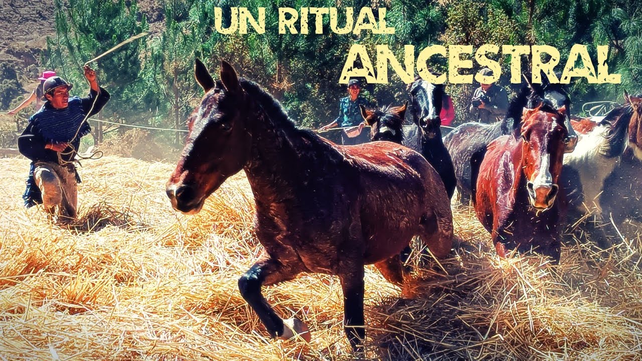 AYNI TRILLA🌾 | Tradición ancestral Yampara en Tarabuco, Bolivia 🇧🇴