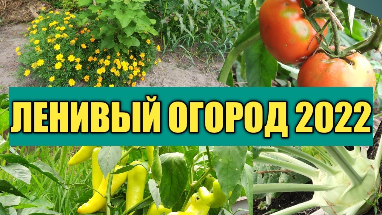 ЛЕНИВЫЙ ОГОРОД: НЕ КОПАЕМ, НЕ РЫХЛИМ, НЕ ПРОПАЛЫВАЕМ - ПОДВОДИМ ИТОГИ СЕЗОНА 2022