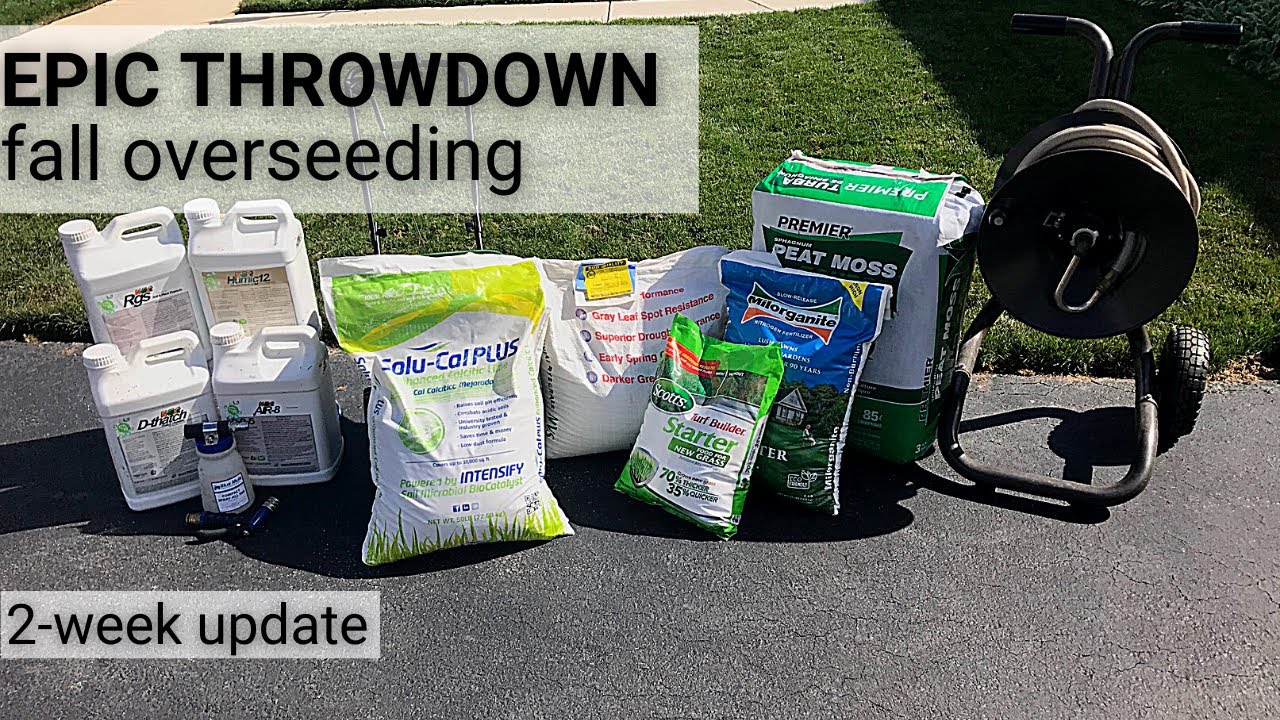 Fall Overseeding:  😲 Stunning Results After Just 2 Weeks!!!