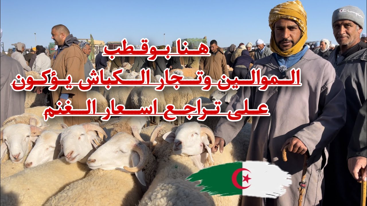 أنا في بوقطب # ولاية البيض # موالين البيض يؤكدون على تراجع الأسعار هنا في أكبر سوق وطني لبورصة كباش
