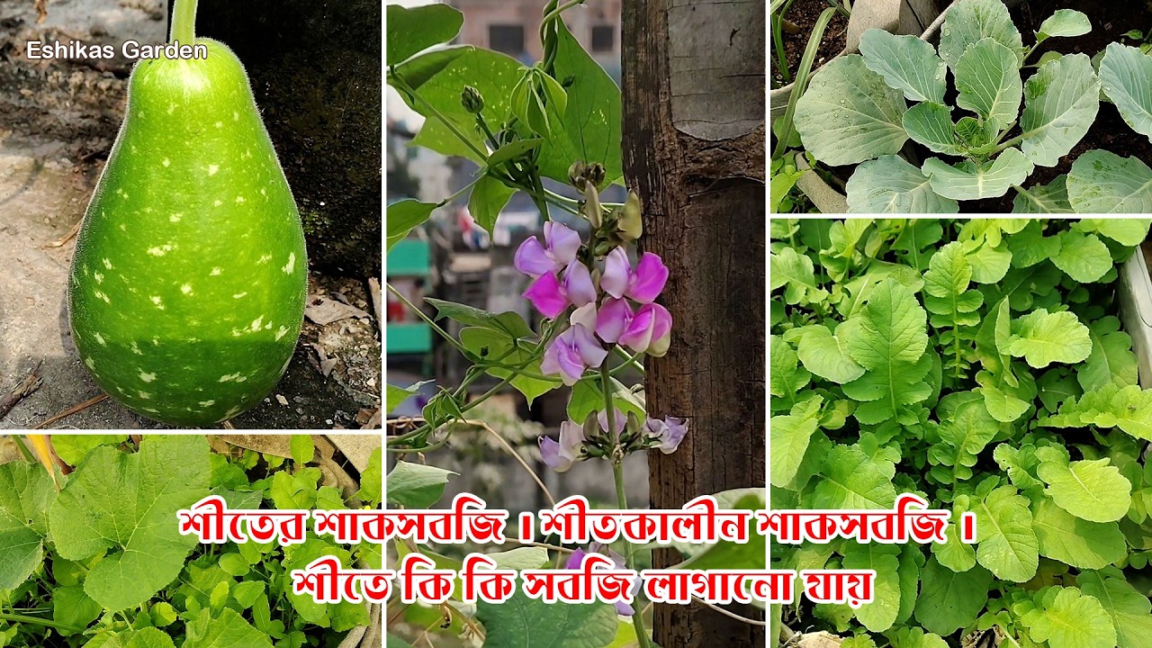 শীতের শাকসবজি | শীতকালীন শাকসবজি | শীতে কি কি সবজি লাগানো যায় | Winter vegetables #eshikasgarden