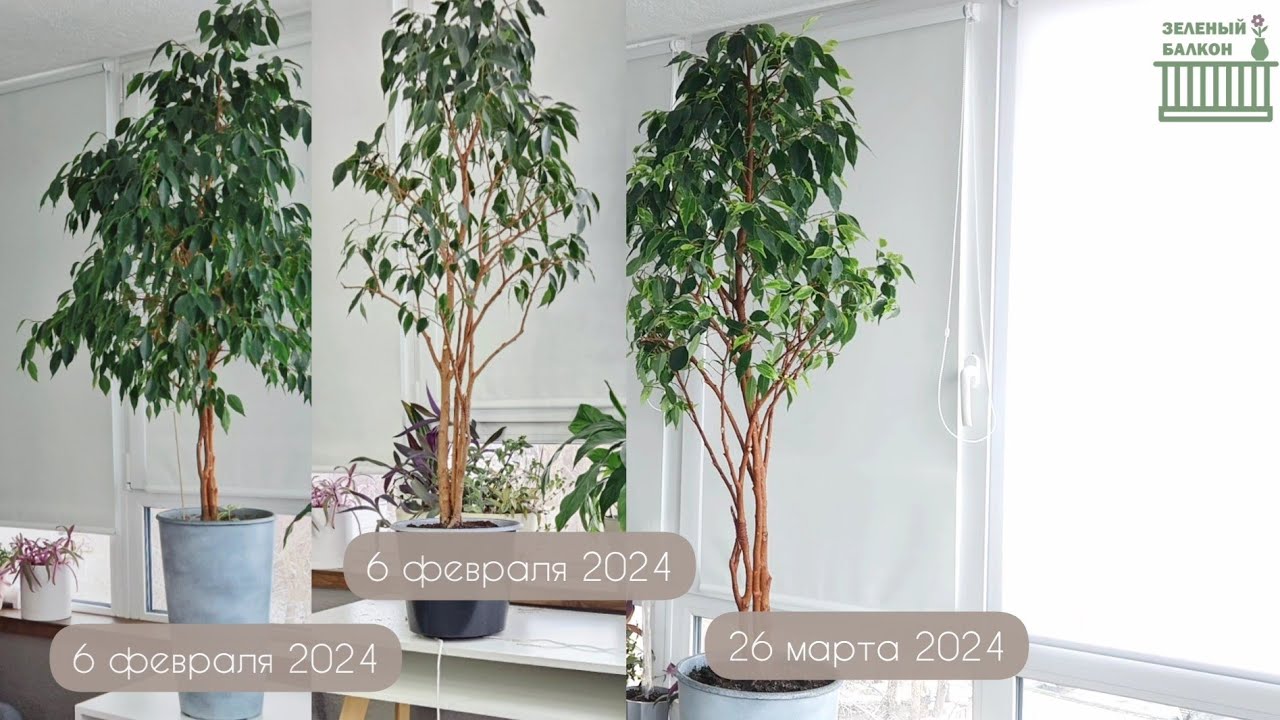 🟣🟢 ЭКСПЕРИМЕНТ: ОБРЕЗАЛА КОРНИ ФИКУСУ? / Он станет пышным?/ ДО и ПОСЛЕ