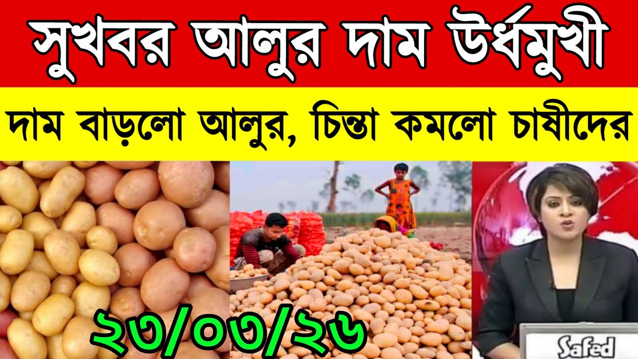 আজকের আলুর বাজার মূল্য/india potato news West bangal/Potato price today west bengal