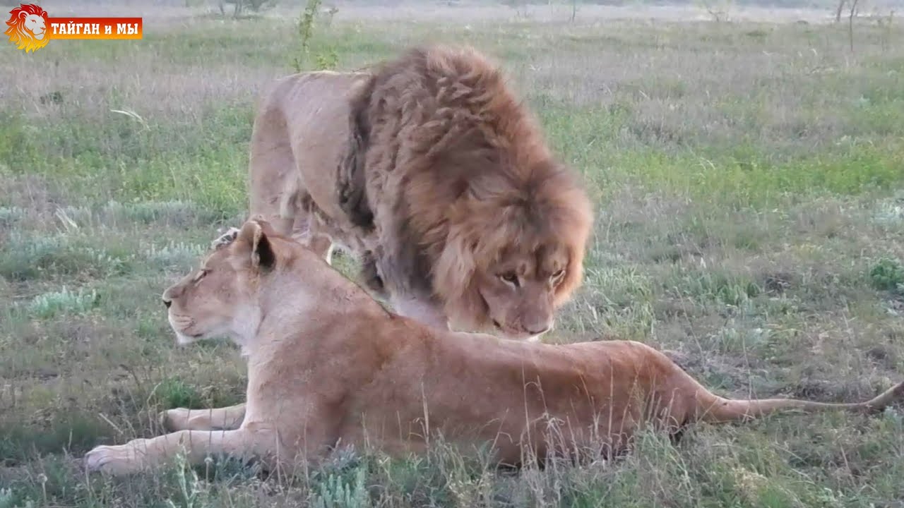 Гек: вчера по морде получил, сегодня, завтра тоже пойду 😁 Львы. Тайган. Lions life in Taigan.