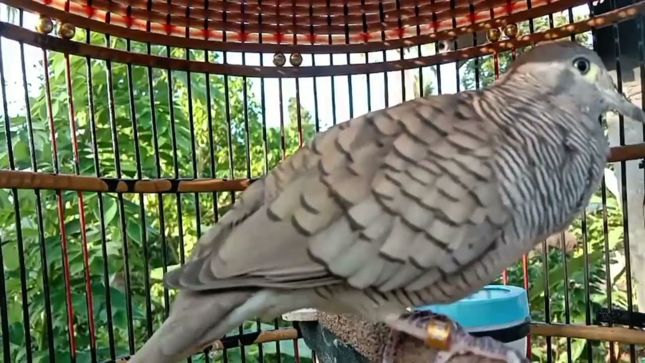 Suara perkutut terapi pagi, siang dan malam, bikin kutut gacor