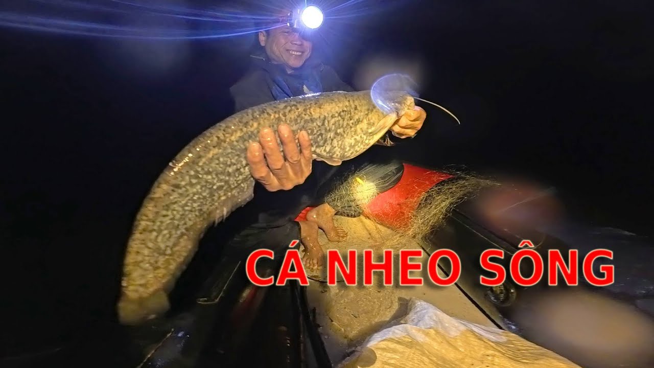 BẮT ĐƯỢC CÁ NGON KHI ĐÁNH LƯỚI KIẾM CÁ SÔNG LÀM CÁ SẤY.(PHẦN 1) Camera Thợ Rừng