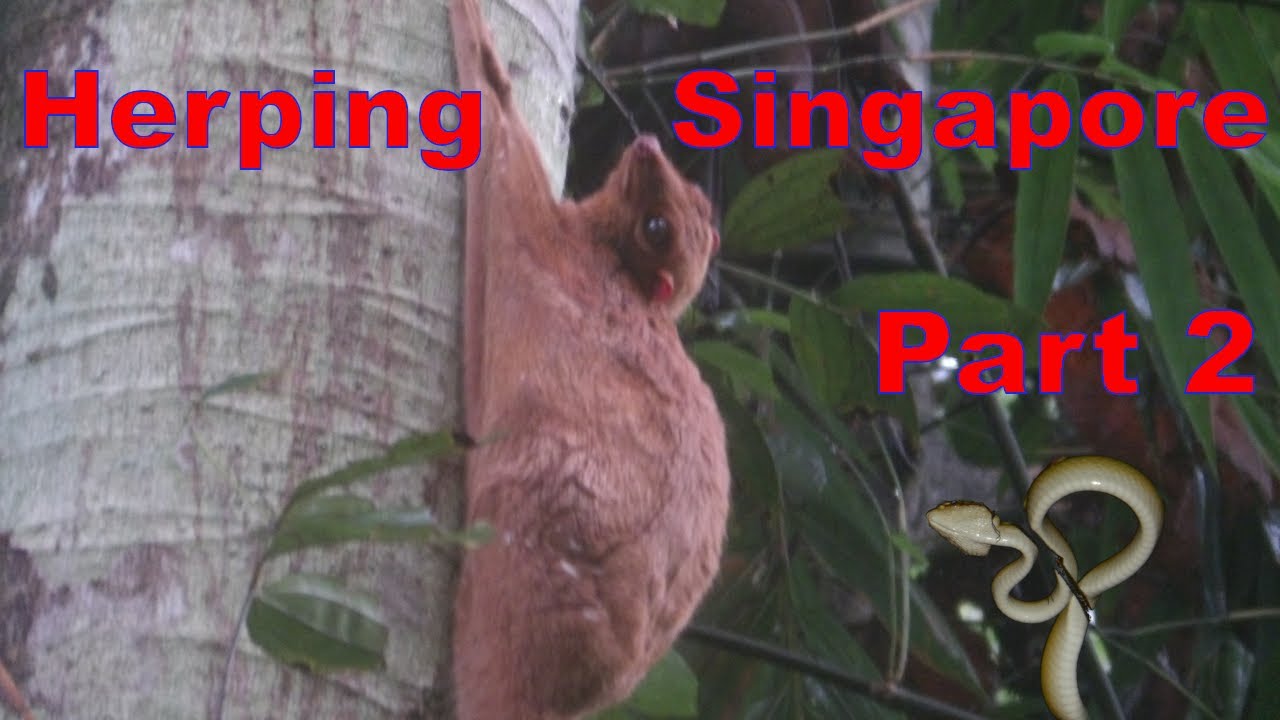 Herping in Singapore - Part 2 - with lots of neat mammals too! Flying lemurs, waglers vipers & more!