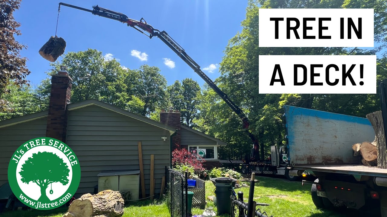 Tough Tree Removal - Guelph Ontario