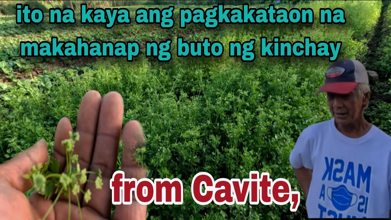 Sa Cavite na kaya tayo makakakuha ng buto ng kinchay