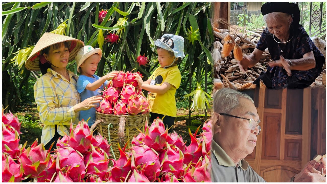 Harvesting Ripe Dragon Fruit and Helping Grandma with Housework | Ly Thi Thom