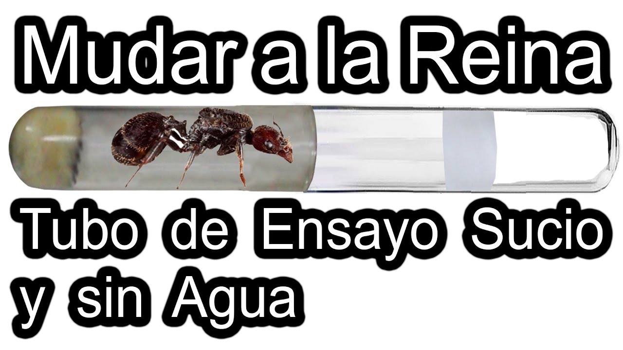 Como Mudar a las Hormigas de Tubo de Ensayo Sucio Sin Agua a Uno Nuevo- Reina o Colonia - Tutoriales