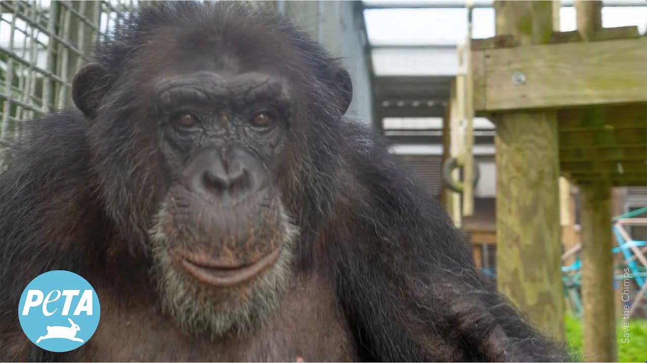 Tonka The Chimpanzee's Rescue Story
