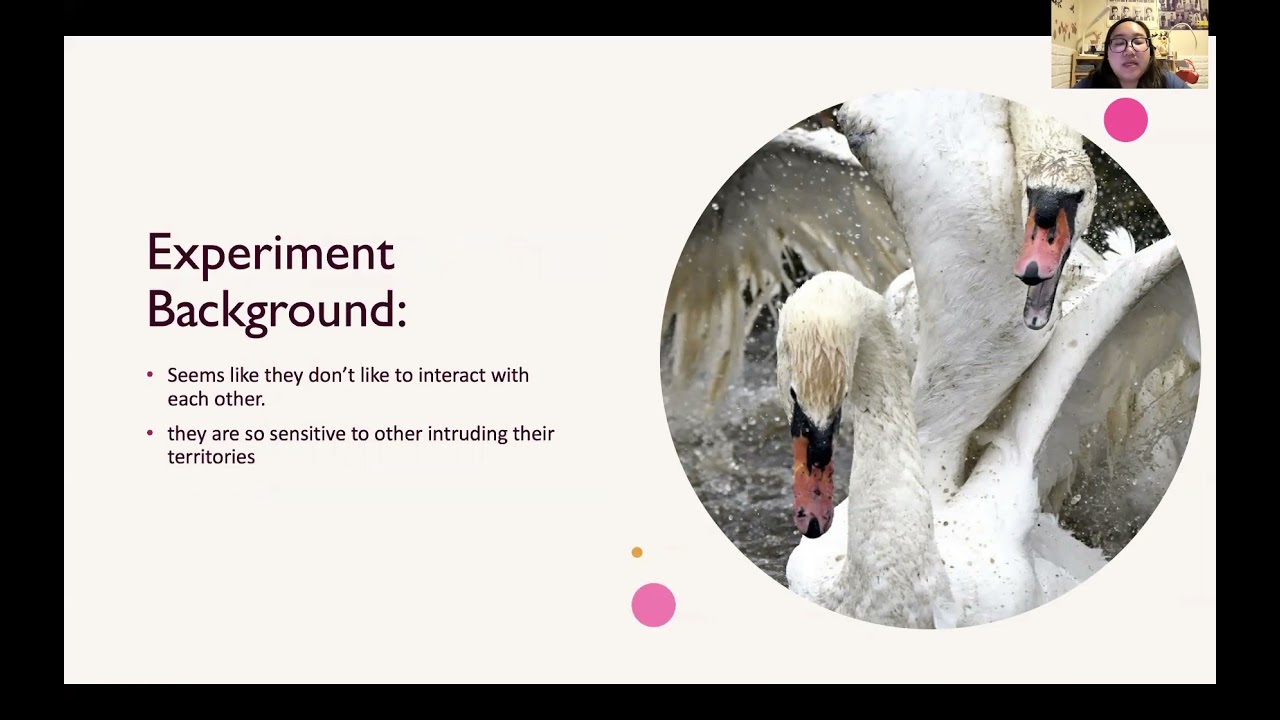Observations on a Mute Swan (Cygnus olor) pairs when a third intruders get near to them.