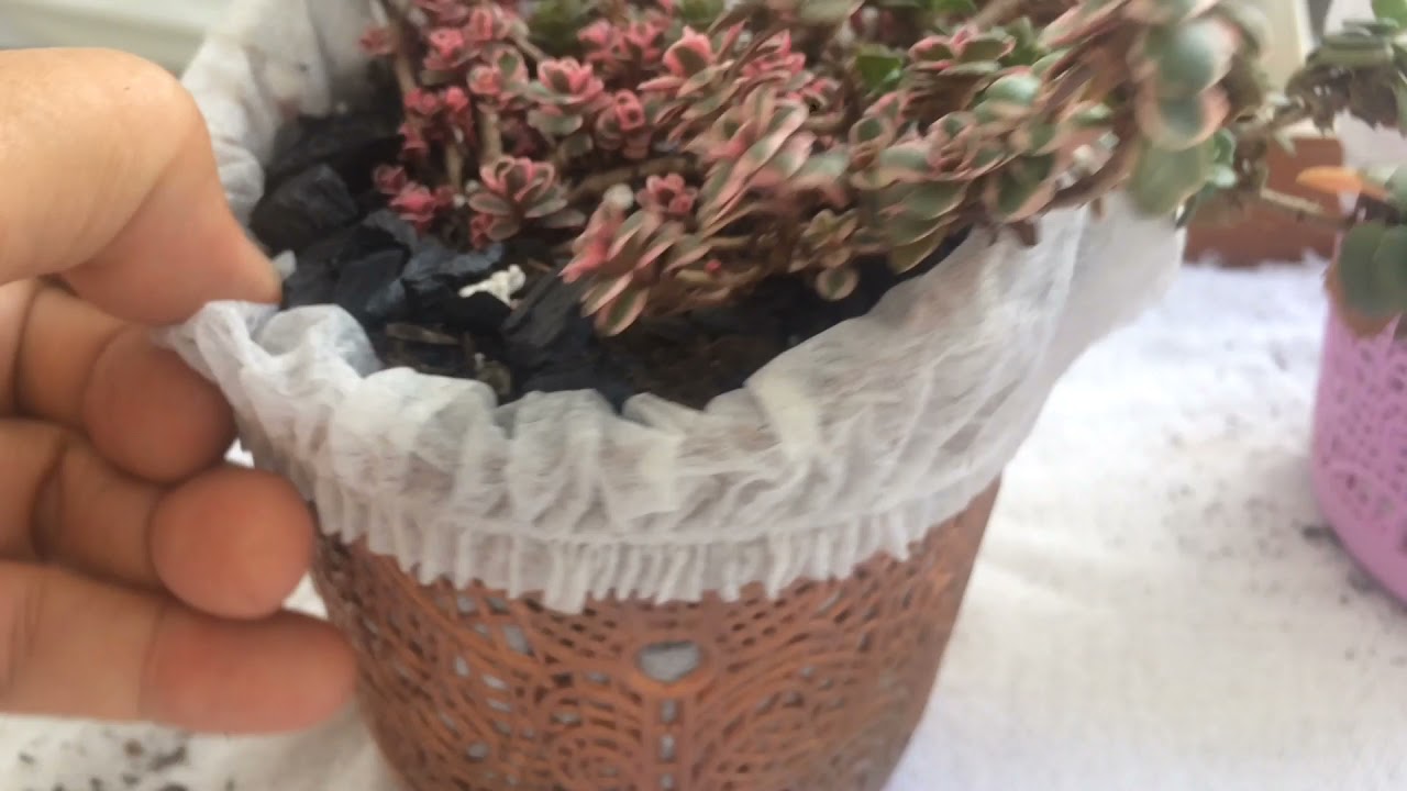 SUCULENTA SEDUM SPURIUM - 3 TIPOS