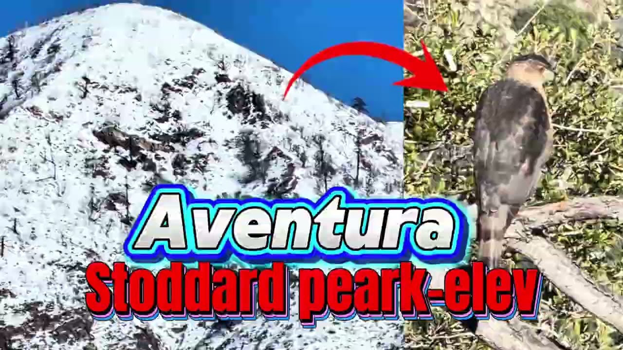 Aventuras en stoddard pearl-elev Los Ángeles 