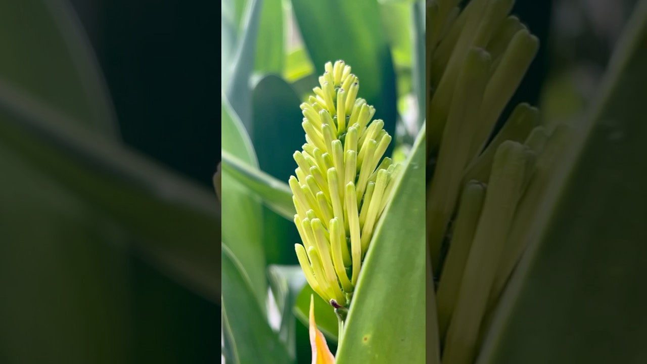 Life cycle of lucky bamboo plant flowers || Home Gardening | #flowers #youtubeshorts #shorts