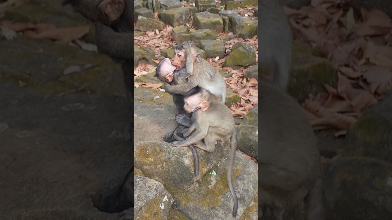 when these baby monkeys meet king monkey 🐒 Mark #shortvideo #shorts #viral #animal #monkey