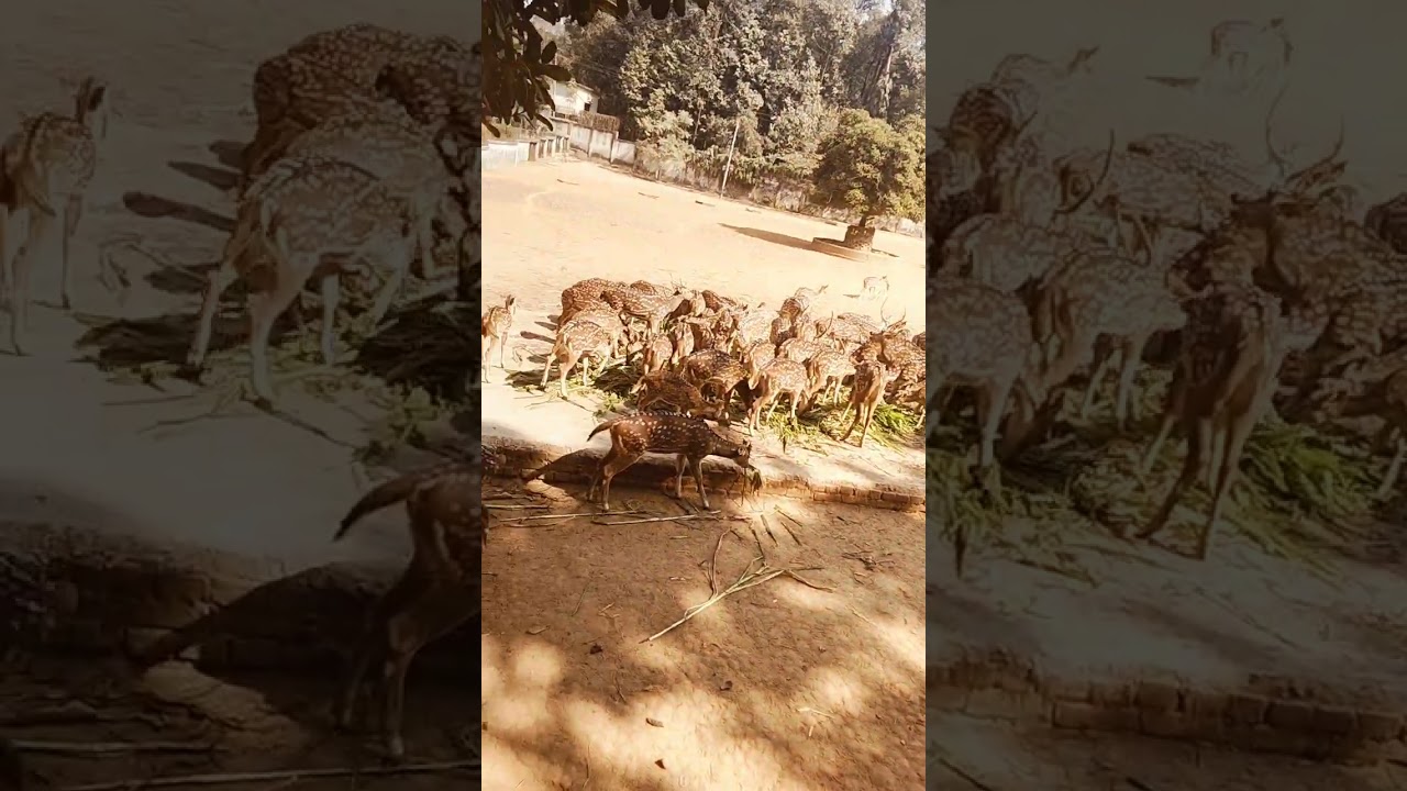 কি ভাবে হরিণ ঘাস খাই👍ভালো লাগলে সাপট করবেন