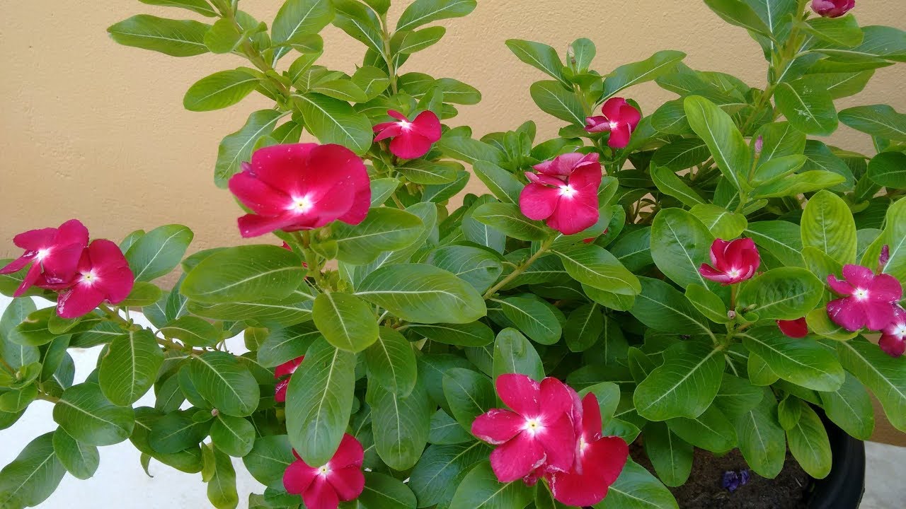 Planta boa noite (vinca) como fazer mudas de um jeito simples.