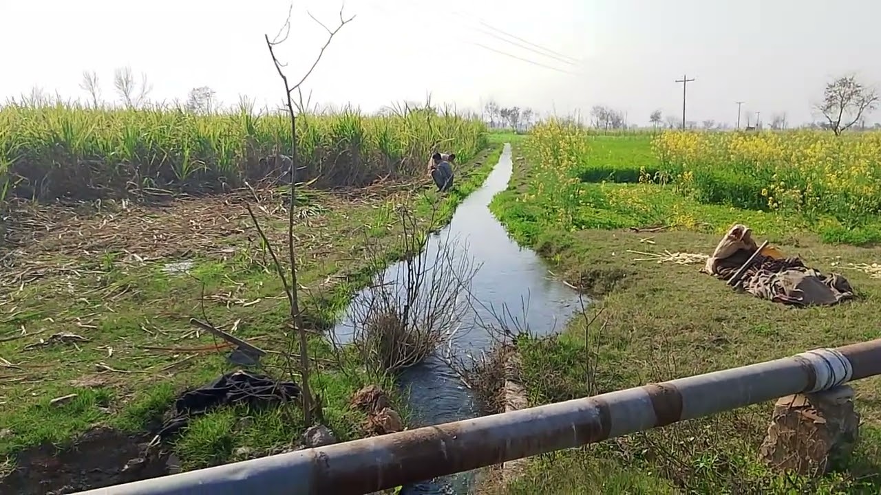 Suger cane febuary