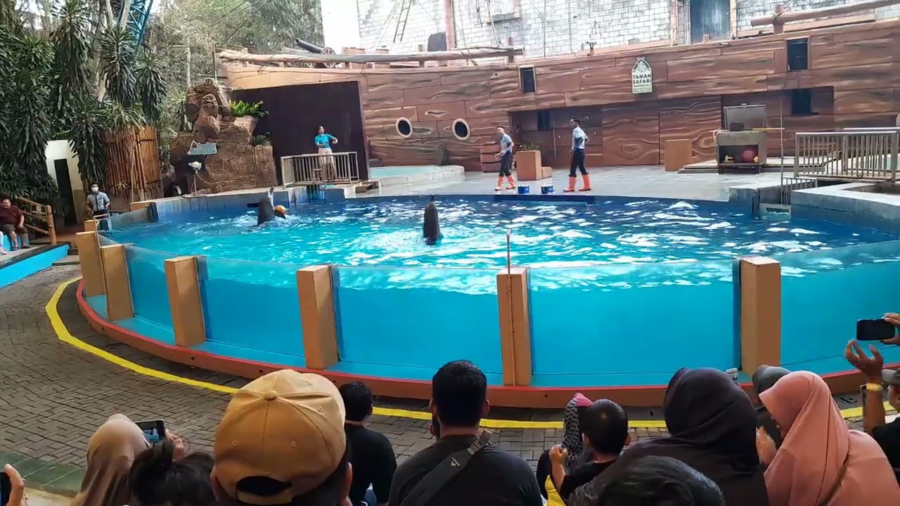 Lumba-lumba menari membawa bola prigen pasuruan taman safari