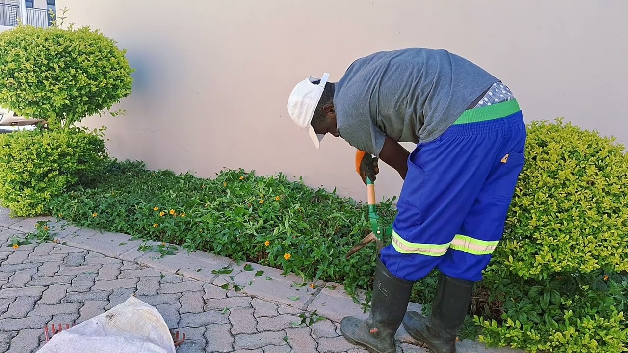 Edging ground covers using hedge share part2 #gardenflowers #gardening #flowerarrangement 