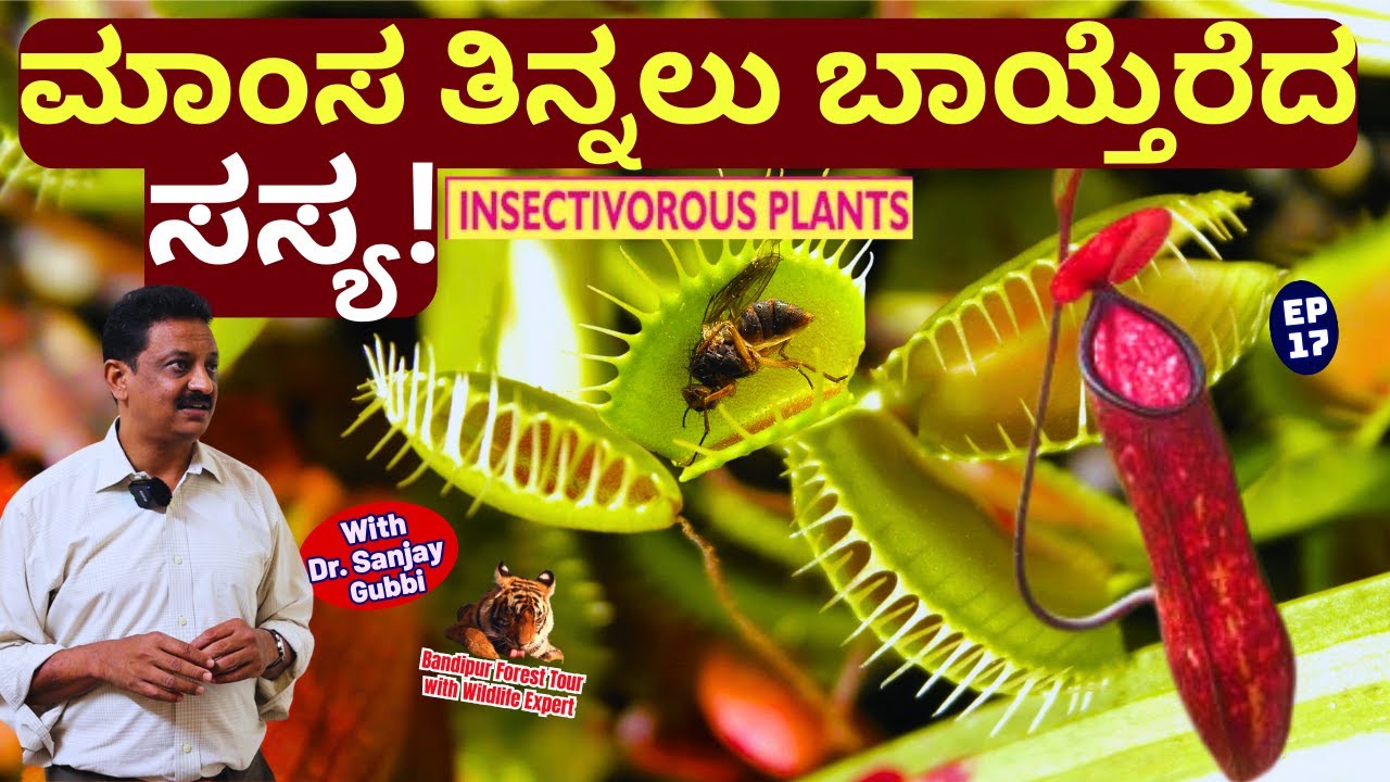 🔥'ಕೀಟಗಳನ್ನು ಹಿಡಿದು ತಿಂದು ಬದುಕುವ ಸಸ್ಯಗಳ ಲೋಕ!!Non Veg eating Plants!🔥!-E17-Dr.Sanjay Gubbi-Bandipur