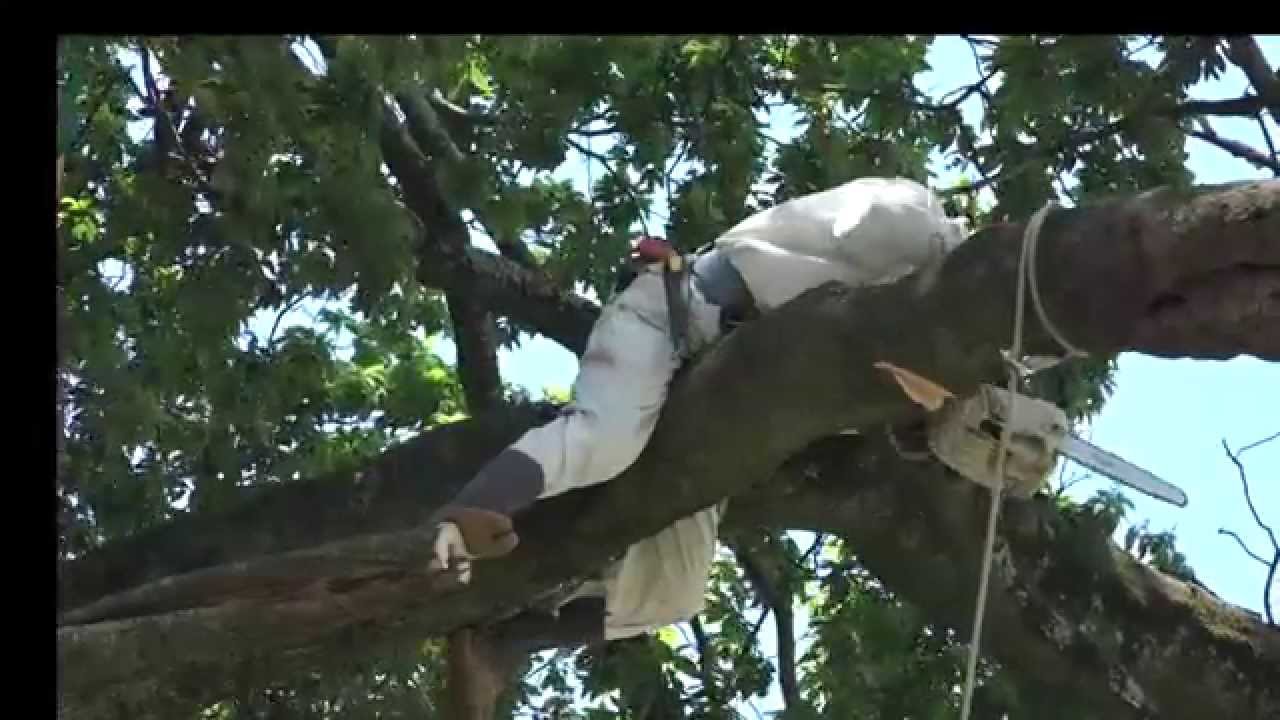 技に迫る空師中澤重雄さん