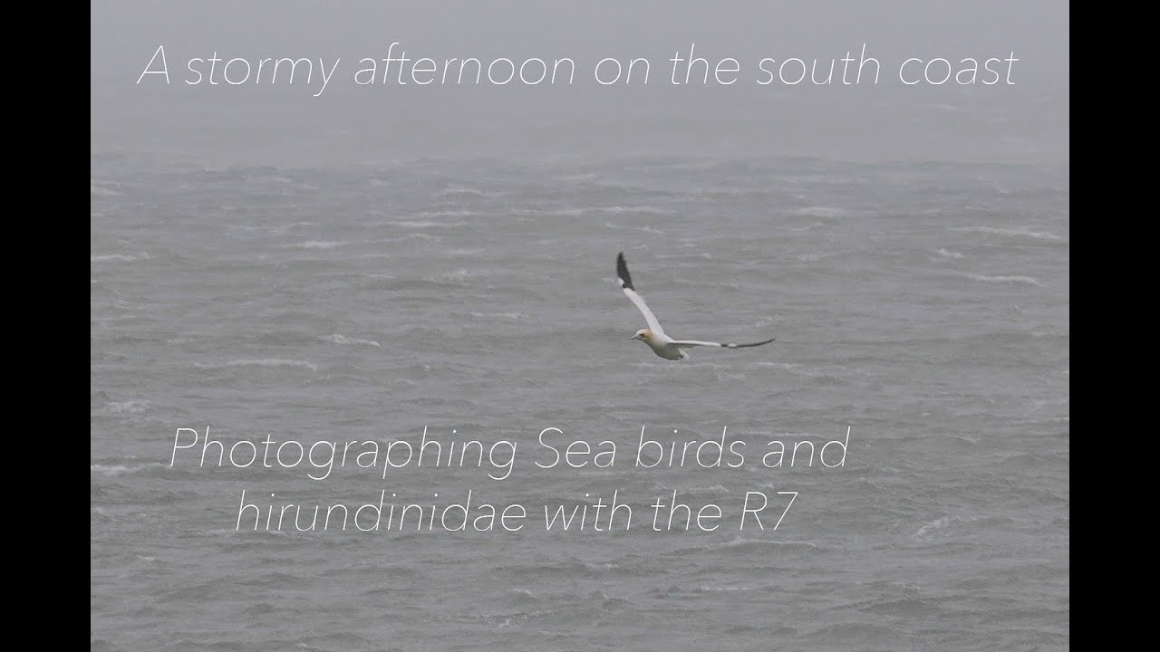A stormy day in South Devon, Sea birds and hirundinidae with the R7