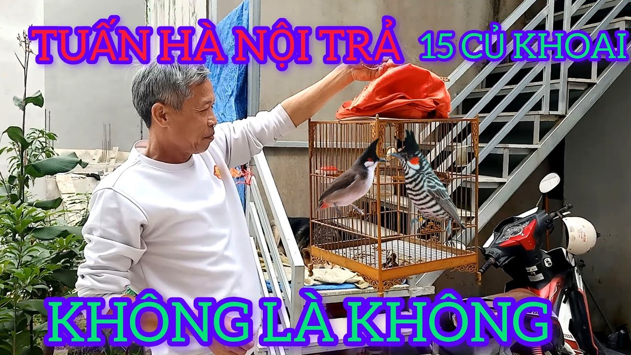 CHÀO MÀO CỦA GIÁO SƯ CHIM CẢNH TUẤN HÀ NỘI TRẢ 15 CỦ KHÔNG LÀ KHÔNG 