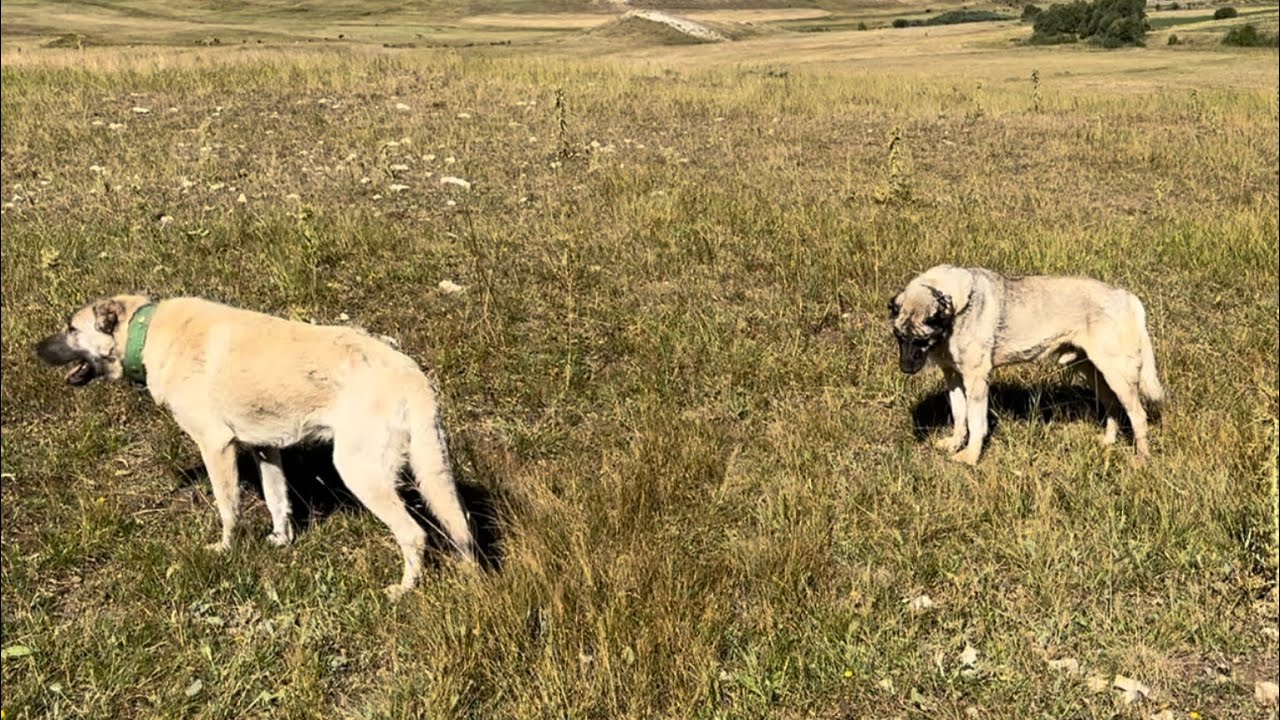 K. AZAP DÜZELMİŞ Mİ? KANGAL PAŞA SÜRÜDE AZAPA GELECEK DİŞİDE SON DURUM