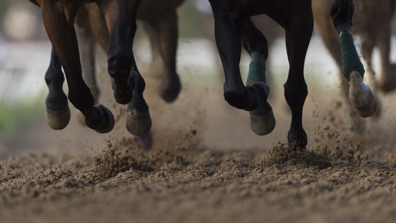 &lsquo;I&rsquo;m very proud of them&rsquo;: Sons of stallion Dundeel &lsquo;stood out&rsquo; at the Doncaster Mile