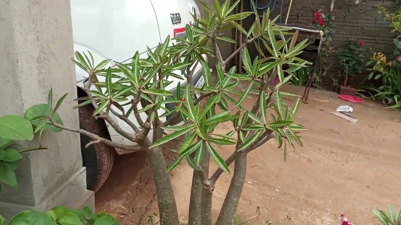 Um tur para contemplar a floração das minhas roseiras e das orquídeas lindas ❤️🌹