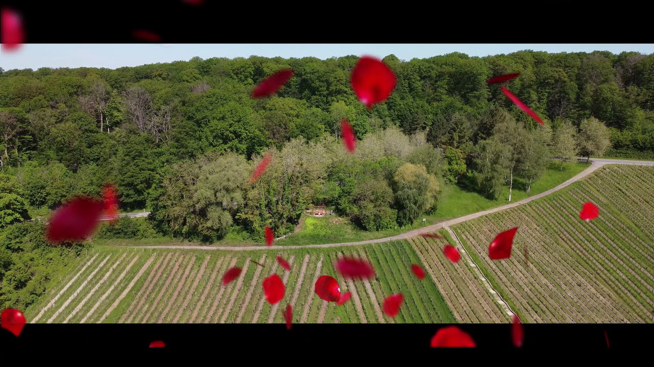 Claudia Koreck - Irgendwie irgendwo irgendwann - Mit der Drohne über die Weinberge von Luxemburg