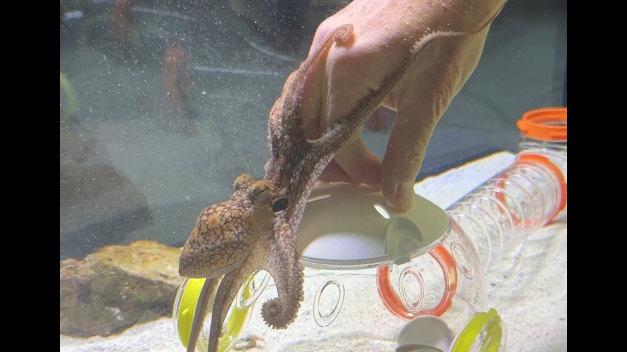 Feeding Luke a Clam in the Tube! (Full video)