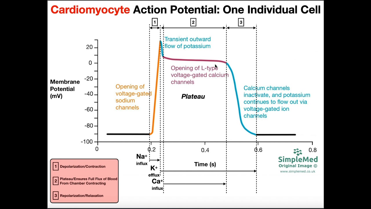 The Cardiac Muscle Action Potential EXPLAINED
