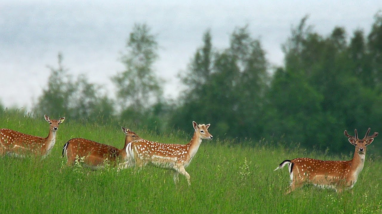 Лань европейская летом. Fallow deer in summer.