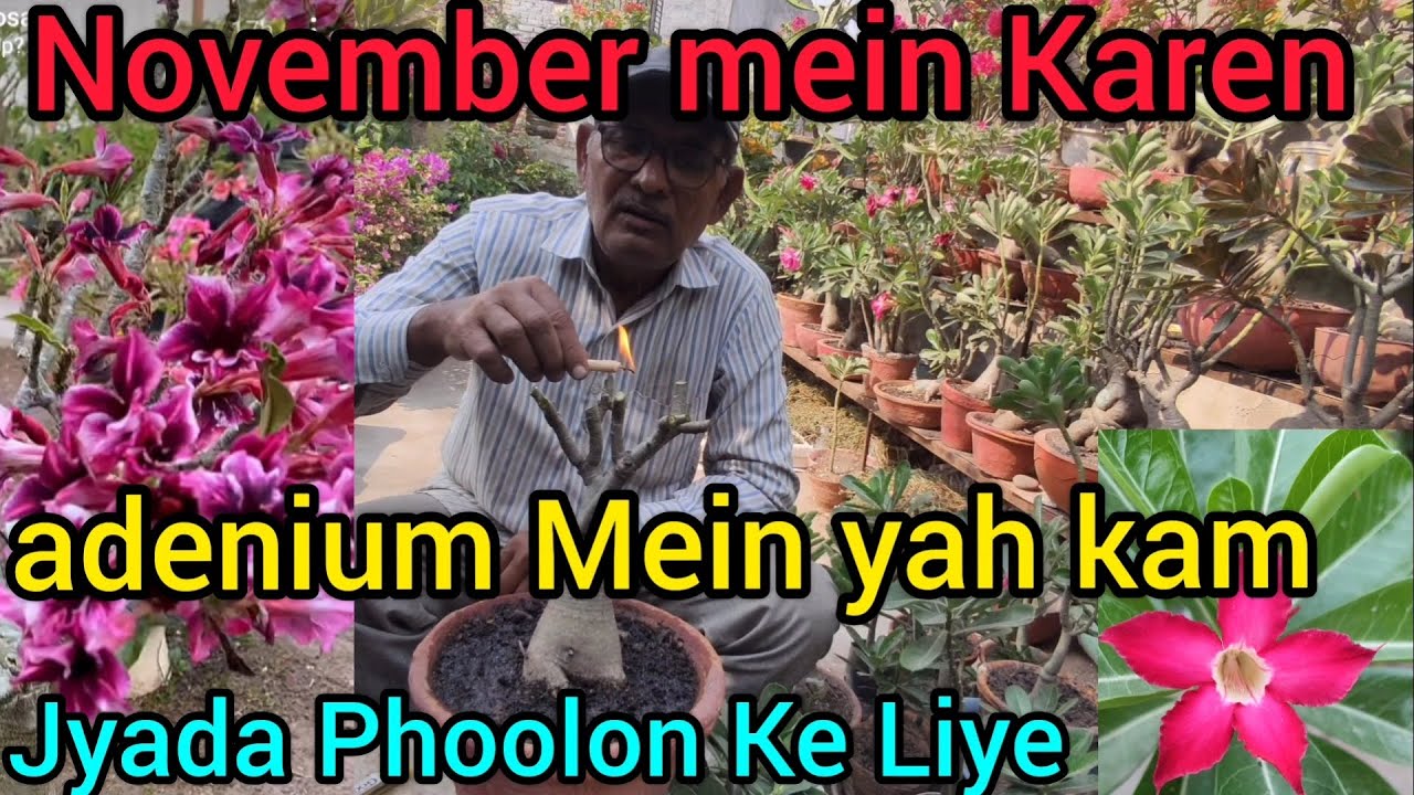 November mein Karen adenium Mein yah kam Jyada Phoolon Ke Liye