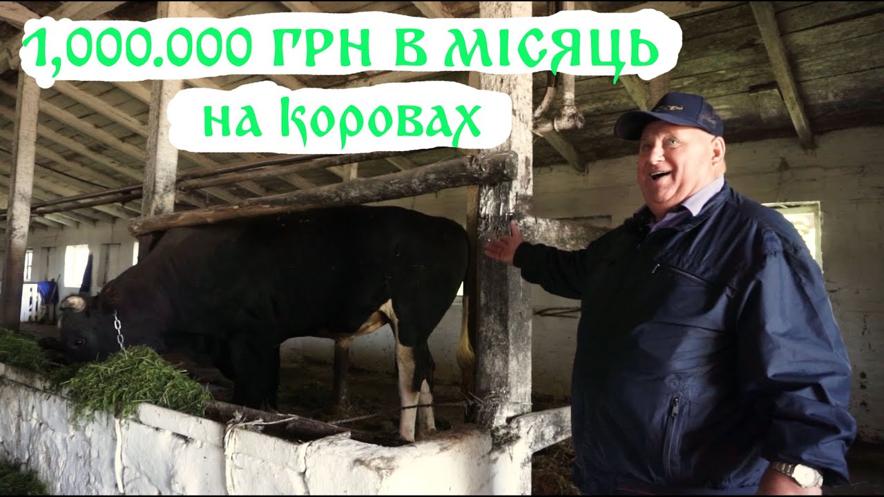 Бізнес на коровах та молоці. Ферма. Утримання ВРХ. Робота для переселенців. Фермери України.