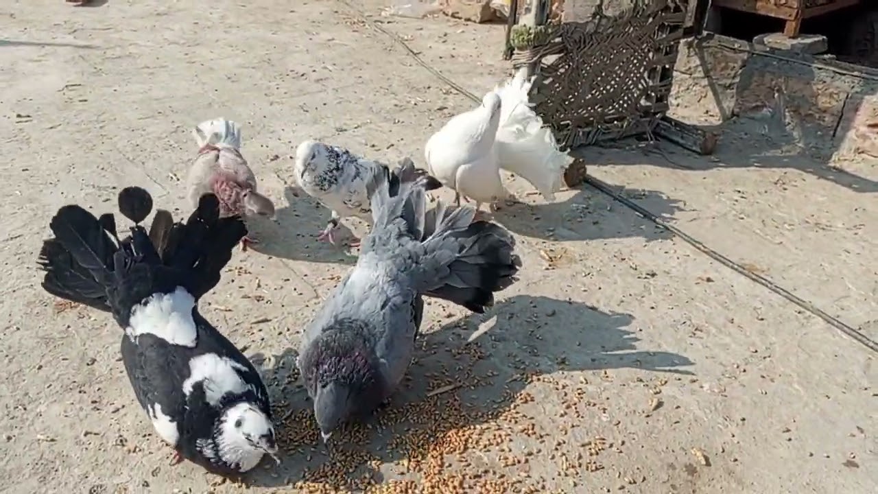 Mera pigeon masti kerty hua #foryou #minivlog #pigeon #kabootar #pakistani pigeon #1000subscriber 