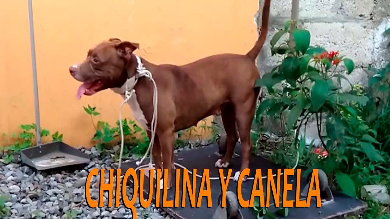 chiquilina en el patio trasero, a ver que hace la bebe #dog #puppy Pitbull