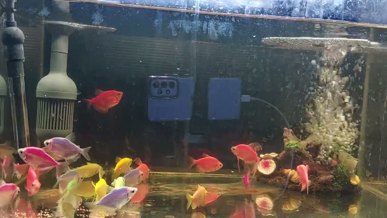 Relaxing Aquarium Fish Tank Sounds no music