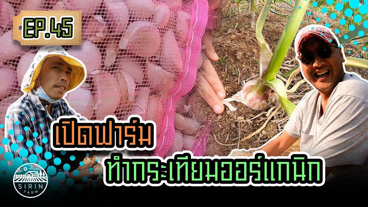 เปิดฟาร์ม ทำกระเทียมออร์แกนิก - [สิรินทร์ฟาร์ม] EP.45