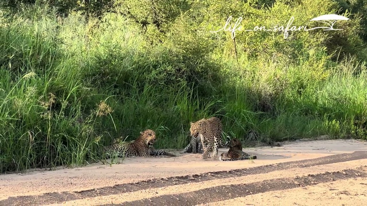 Extremely rare: Male Leopard interacts peacefully with cubs