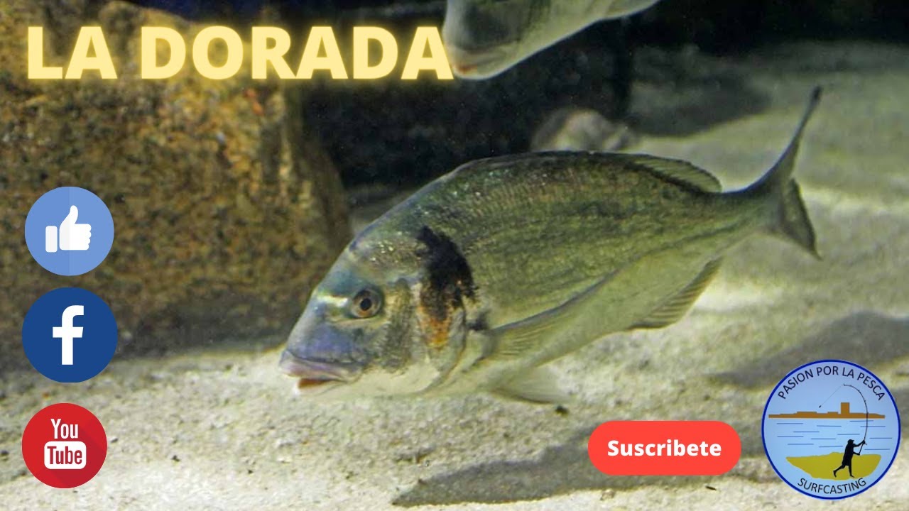 LA DORADA #15# , especies de nuestro litoral