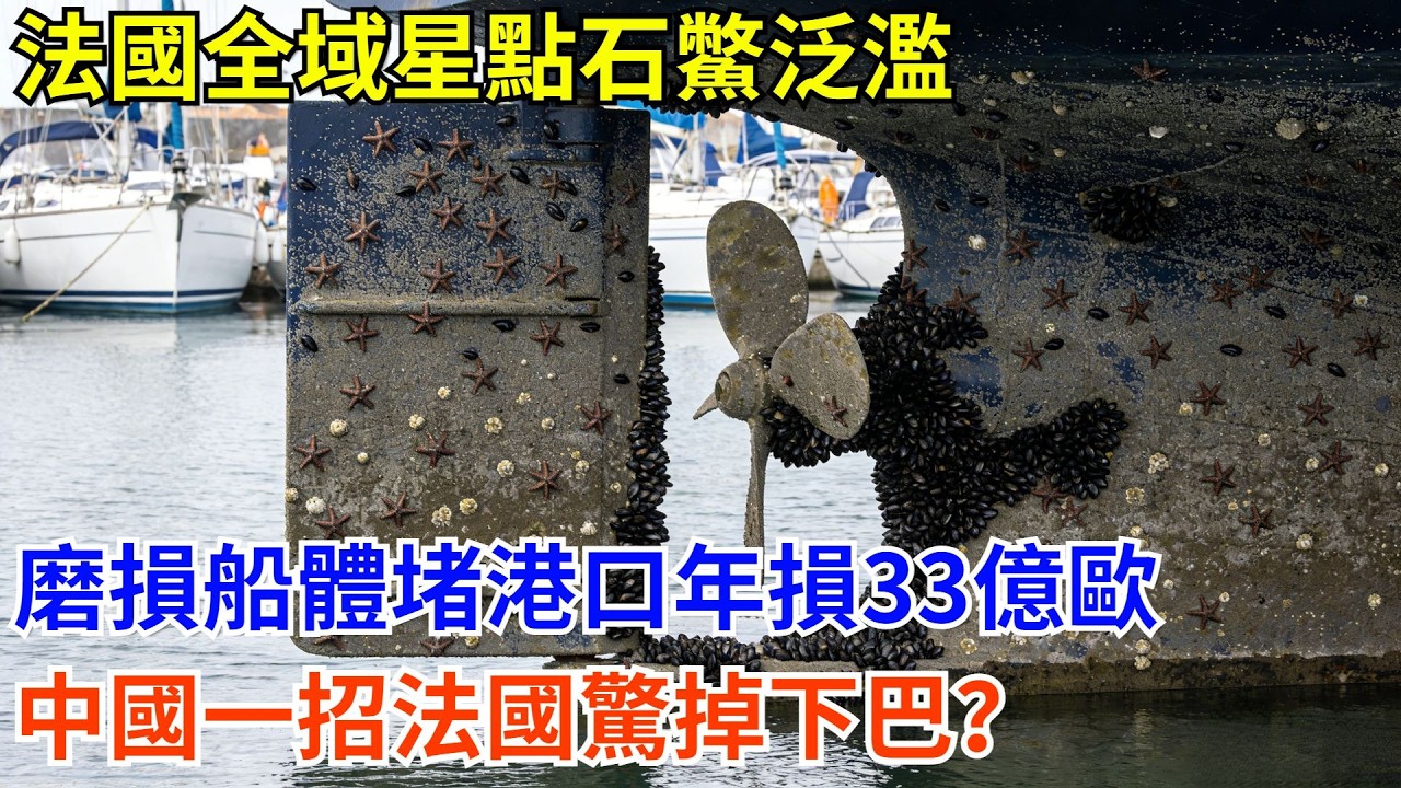 法國全域星點石鱉泛濫，磨損船體堵港口年損33億歐，中國一招法國驚掉下巴：這都能資源化？#科普 #熱門  #國際觀點 #大國工程 #海產品 #科技