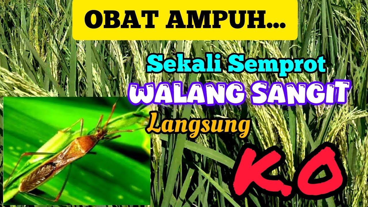OBAT AMPUH.... SEKALI SEMPROT WALANG SANGIT LANGSUNG AMBYAR DAN K.O