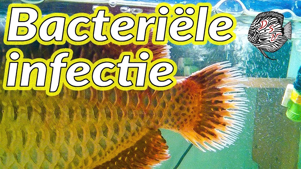 Bacteriële infectie bij aquarium vissen: genezen en herkennen | Aquarium Sunshine Valley